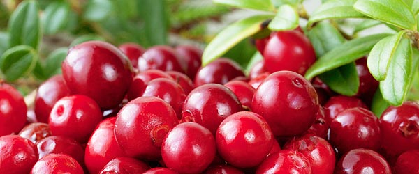 Frische Cranberries