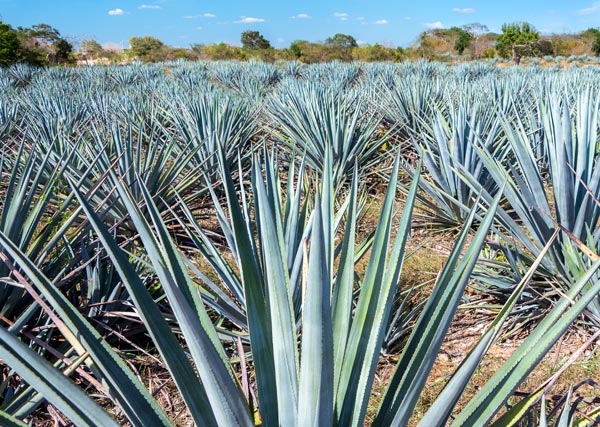 Agave Pflanze